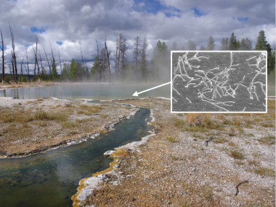 Mushroom hot spring and the bacterium Thermus aquaticus