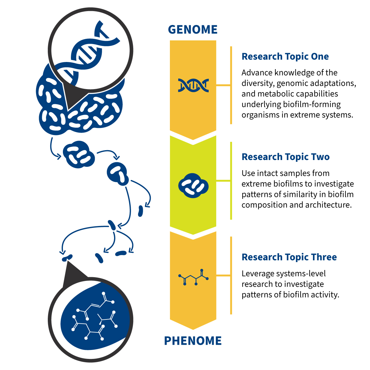 A graphic showing the three research topics of the NRT program. Research topic one explores genomic traits of biofilms, topic two investigates patterns in the composition of biofilm samples, and topic 3 looks into the biofilm’s phenome activity.