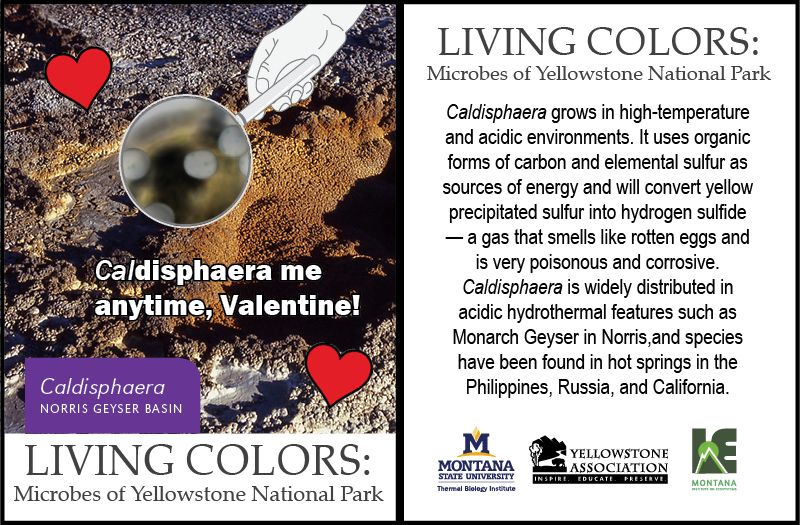 Microbial valentine of Caldisphaera. It says Caldisphaera me anytime, Valentine! It also includes facts on Caldisphaera. It states Caldisphaera grows in high-temperature and acidic environments. It uses organic forms of carbon and elemental sulfur as sources of energy and will convert yellow precipitated sulfur into hydrogen sulfide- a gas that smells like rotten eggs and is very poisonous and corrosive. Caldisphaera is widely distributed in acidic hydrothermal features such as Monarch Geyser in Norris, and species have been found in hot springs in the Phillipines, Russia, and California.
