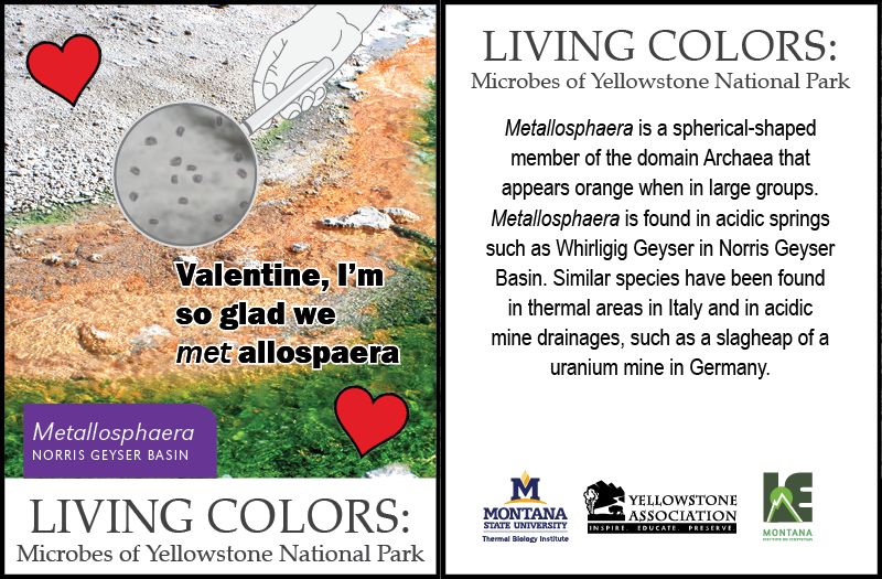 Microbial valentine for Metallosphaera.Valentine states Valentine, I'm so glad we met allospaera. Valentine includes facts on Metallosphaera. It states Metallosphaera is a spherical-shaped member of the domain Archaea that appears orange when in large groups. Metallosphaera is found in acidic springs such as Whirlgig Geyser in Norris Geyser Basin. Similar species have been found in thermal areas in Italy and in acidic mine drainages, such as a slagheap of a uranium mine in Germany. 