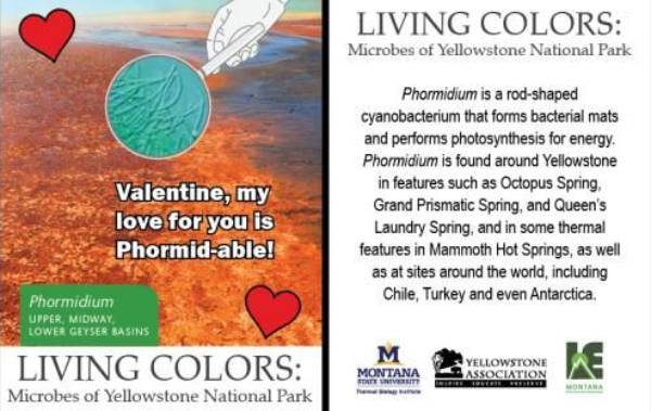 Microbial valentine for Phormidium. Valentine includes facts on Phormidium. It states Phormidium is a rod-shaped cyanobacterium that forms bacterial mats and performs photosynthesis for energy. Phormidium is found around Yellowstone in features such as Octopus Spring, Grand Prismatic Spring, and Queen's Laundry Spring, and in some thermal features in Mammoth Hot Springs, as well as sites around the world, including Chile, Turkey, and even Antarctica. 