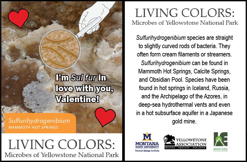 Microbial valentine of Sulfuurihydrogenibium. Valentine includes facts on Sulfurihydrogenibium. It states Sulfurihydrogenibium species are straight to slightly curved rods of bacteria. They often form cream filaments or streamers. Sulfurihydrogenibium can be found in Mammoth Hot Springs, Calcite Springs, and Obsidian Pool. Species have been found in hot springs in Iceland, Russia, and the Archipelago of the Azores, in deep-sea hydrothermal vents and even in a hot subsurface aquifer in a Japanese gold mine.
