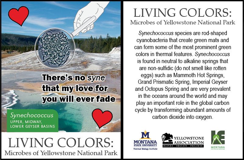 Microbial valentine of Synechoccus. Valentine says There's no syne that my love for you will ever fade. Valentine includes facts on synechococcus. It states Synechoccus species are rod-shaped cyanobacteria that create green mats and can form some of the most prominent green colors in thermal features. Synechococcus is found in neutral to alkaline springs that are non-sulfidic (do not smell like rotten eggs) such as Mammoth Hot Springs, Grand Prismatic Spring, Imperial Geyser and Octopus Spring and are very prevalent in the oceans around the world and may play an important role in the global carbon cycle by transforming abundant amounts of carbon dioxide into oxygen. 