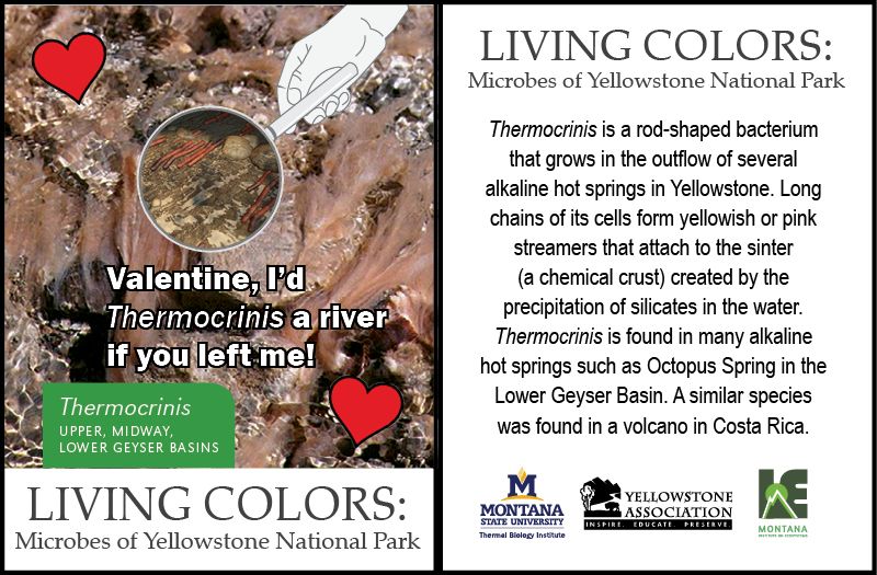 Microbial valentine of Thermocrinis. It states, "Valentine, I'd Thermocrinis a river if you left me!" Valentine includes facts on Thermocrinis. It says Thermocrinis is a rod-shaped bactrium that grows in the outflow of several alkaline hot springs in Yellowstone. Long chains of its cells form yellowish or pink streamers that attach to the sinter (a chemical crust) created by the precipitation of silicate in the water. Thermocrinis is found in many alkaline hot springs such as Octopus Spring in the Lower Geyser Basin. A similar species was found in a volcano in Costa Rica.