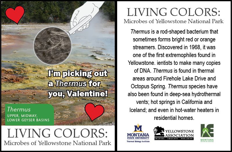 Microbial valentine of Thermus. It says I'm picking out a Thermus for you, Valentine. Valentine also includes facts on Thermus. It states Thermus is a rod-shaped bacterium that sometimes forms bright red or orange streamers. Discovered in 1968, it was one of the first extremophiles found in Yellowstone. ientists to make many copies of DNA. Thermus is found in thermal areas around Firehole Lake Drive and Octopus Spring. Thermus species have also been found in deep-sea hydrothermal vents; hot springs in California and Iceland; and even in hot-water heaters in residential homes.