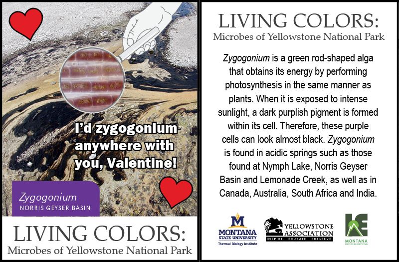 Microbial valentine of Zygogonium. It states I'd zygogonium anywhere with you, Valentine! Valentine includes facts on Zygogonium. It states Zygogonium is a green rod-shaped alga that obtains its energy by performing photosynthesis in the same manner as plants. When it is exposed to intense sunlight, a dark purplish pigment is formed within its cell. Therefore, these purple cells can look almost black. Zygogonium is found in acidic springs such as those Nymph Lake, Norris Geyser Basin and Lemonade Creek, as well as in Canada, Australia, South Africa and India.